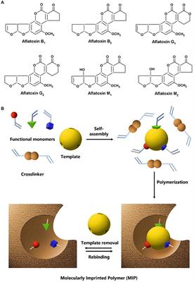 Ensuring food safety with molecularly imprinted polymers: innovative methods for the detection of aflatoxins in food and feed samples